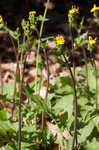 Oriental false hawksbeard